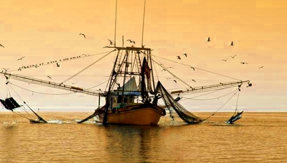 Gulf Shrimp Landings in Q1 About Even with Last Year; Market Waits for New Season Production